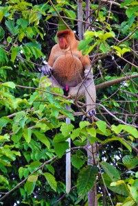 proboscis monkeys palawan river sv delos