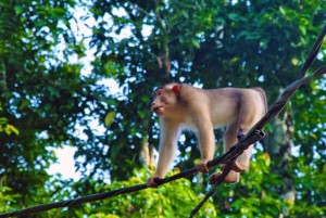 pig tailed macaque palawan river sv delos