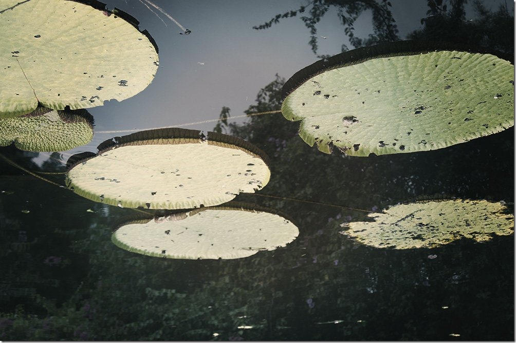 thailand lily pads sv delos