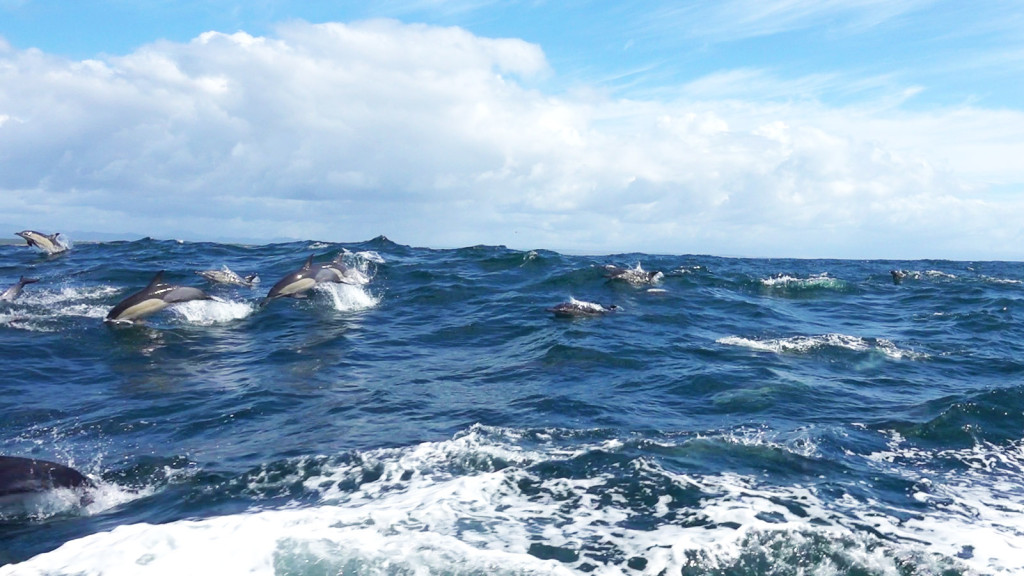 wild dolphins chasing sailboat indian ocean