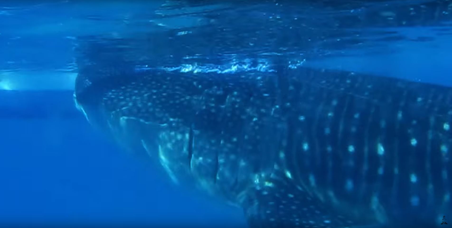 swimming with whale sharks phillippines