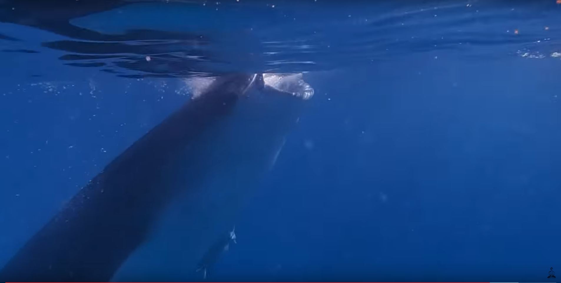 whalesharks visayas philippines