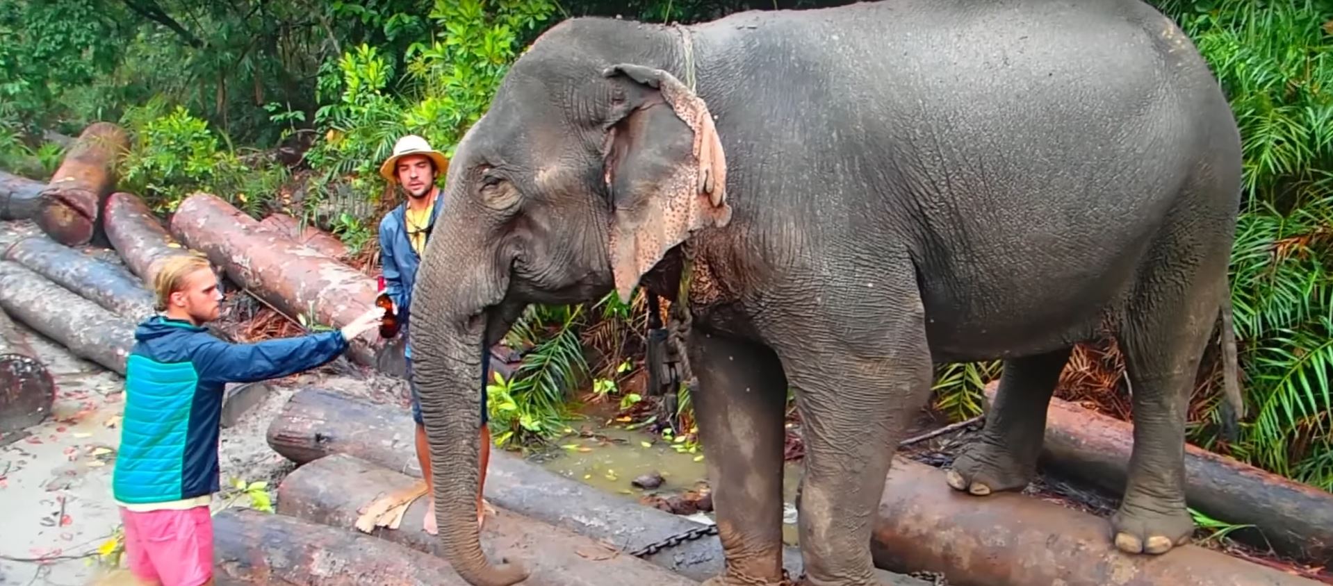 wild elephants exploring remote india