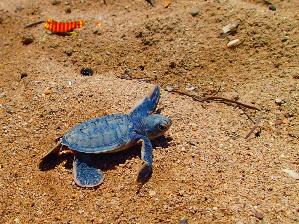 phillippines turtle island sea turtles sv delos