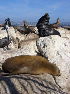 sea lions monterey bay