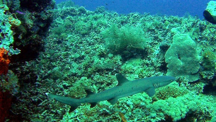 sharks tubbahata reef scuba