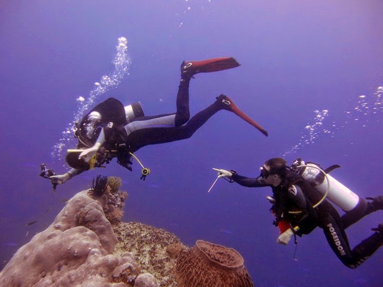 remote diving tubbataha reef