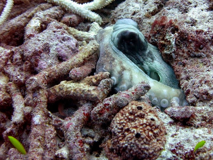 octopus tubbataha reef