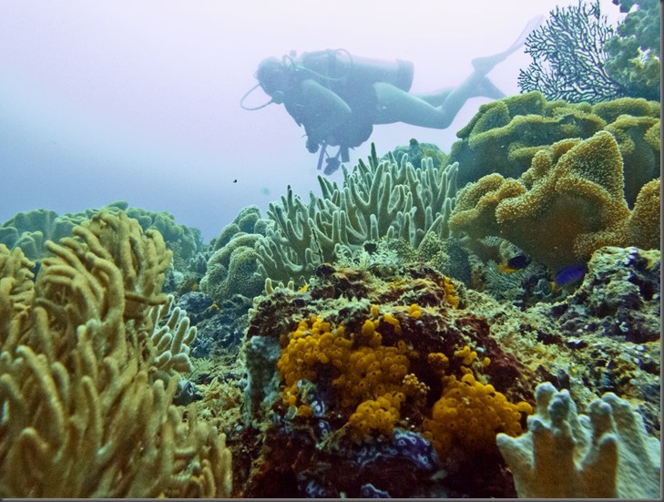 scuba diving misool eco resort raja ampat