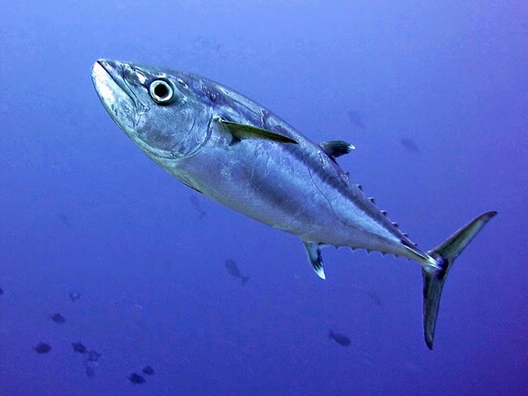 jacks tubbataha reef