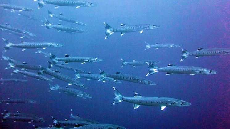 school barracuda tubbataha reef