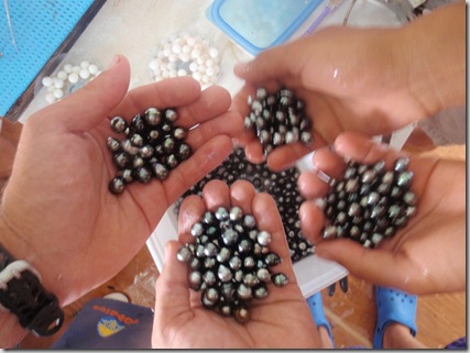 Tuamotus black pearl farms