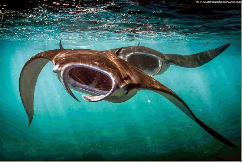 manta coral triangle raja ampat